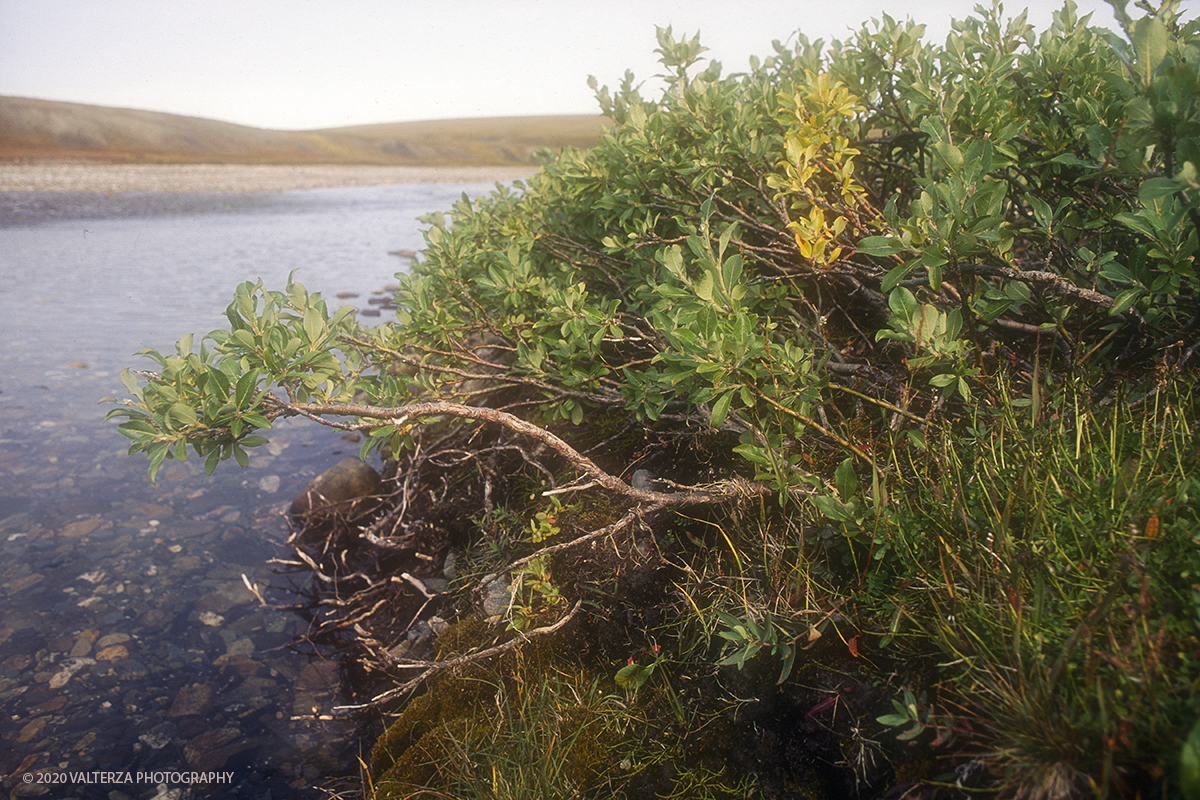  101 SIBERIA.jpg - Luglio/Agosto 1992. Siberia, terra dei Chukchi. Nell'oceano artico  125 Km a nord-est della penisola dei Chukchi (Siberia) c'Ã¨ l'isola di Wrangel, essa ospita piÃ¹ del doppio di specie vegetali (417) di qualsiasi territorio artico a paritÃ  di superficie nonchÃ¨ 30 specie diverse di uccelli oltre ad orsi polari, foche e trichechi ; per questo motivo   Ã¨ stata proclamata patrimonio dell'umanitÃ  dall'UNESCO. Nella foto isola di  Wrangell, salici nani nella tundra.